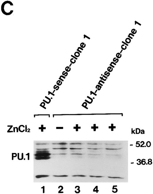 Fig. 2. (A) Northern blot analysis of induction of PU.1/Spi-1 gene expression in the PU.1-sense transfectants. Total RNA was extracted from the PU.1-sense clone 1 cells at the indicated time after the addition of 100 μmol/L ZnCl2 to the culture and hybridized with 32P-labeled probes. (B) Western blot analysis of overexpression of the PU.1 protein in the PU.1-sense transfectants. Total protein was extracted from the parental MEL-B8/3 cells (lane 1), PU.1-sense clone 1 cells (lane 2), and PU.1-sense clone 1 cells cultured for 8 hours with 100 μmol/L ZnCl2 (lane 3) and was probed with antimouse PU.1 antibody. Total protein of PU.1-negative T-cell lymphoma EL4 was also loaded as a negative control (lane 4). (C) Western blot analysis of suppression of expression of the PU.1 protein in the PU.1-antisense transfectants. Total protein was extracted from the PU.1-sense clone 1 cells cultured for 8 hours with 100 μmol/L ZnCl2 (lane 1), PU.1-antisense clone 1 cells (lane 2), and PU.1-antisense clone 1 cells cultured for 10 hours (lane 3), 24 hours (lane 4), and 48 hours (lane 5) with 100 μmol/L ZnCl2 and was probed with antimouse PU.1 antibody.