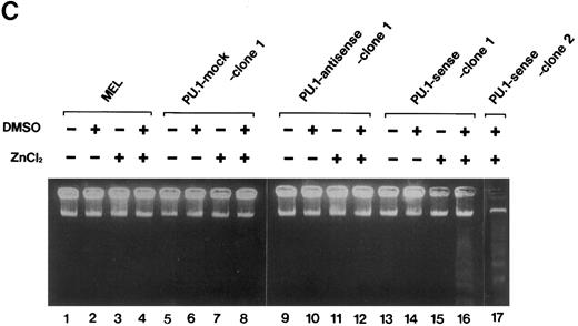 Fig. 4. Induction of apoptosis in PU.1-overexpressing cells. (A) Morphology of PU.1-sense clone 1 cells cultured in the ordinary medium. (B) Morphology of the same cells cultured with 1.5% DMSO and 100 μmol/L ZnCl2 for 48 hours. Arrows point to the flat cells attaching to the bottom of culture dishes, arrowheads to the spindle-like cells, and arrows with an asterisk to the dead cells. (C) DNA fragmentation analysis of the parental MEL-B8/3 cells and transfectants cultured under various conditions. DNA was extracted from the cells cultured for 48 hours in the ordinary medium or in the medium containing 1.5% DMSO and/or 100 μmol/L ZnCl2 and was electrophoresed in a 1.5% agarose gel. (D) The ultrastructural appearance of a PU.1-sense clone 1 cell showing characteristic features of apoptosis after 48 hours of culture with 1.5% DMSO and 100 μmol/L ZnCl2 . Note the dense chromatin aggregation under the nuclear membrane and no remarkable changes of the mitochondria and other organelles. Scale bar, 1 μm.