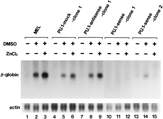 Fig. 5. Northern blot analysis of induction of β-globin gene expression in the parental MEL-B8/3 cells and transfectants cultured under various conditions. Total RNA was extracted from the cells cultured for 72 hours in the ordinary medium or in the medium containing 1.5% DMSO alone or 1.5% DMSO and 100 μmol/L ZnCl2 and was hybridized with 23P-labeled probes.