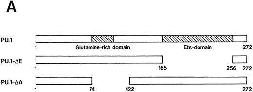Fig. 6. (A) Schematic structure of wild-type PU.1 and two kinds of deletion mutants, PU.1-Δ E and PU.1-Δ A. The Ets domain and glutamine-rich domain are indicated by the hatched box. (B) Northern blot analysis of induction of expression of the mutant PU.1/Spi-1 genes, PU.1-Δ E and PU.1-Δ A, in the transfectants. Total RNA was extracted from PU.1-Δ E-sense clone 1 cells and PU.1-Δ A-sense clone 1 cells cultured for 6 hours with or without 100 μmol/L ZnCl2 and was hybridized with 32P-labeled probes. (C) Western blot analysis of induction of expression of the mutant PU.1 proteins in the transfectants. Total protein was extracted from PU.1-Δ E-sense clone 1 cells and PU.1-Δ A-sense clone 1 cells cultured for 8 hours with or without 100 μmol/L ZnCl2 and was probed with antimouse PU.1 antibody.