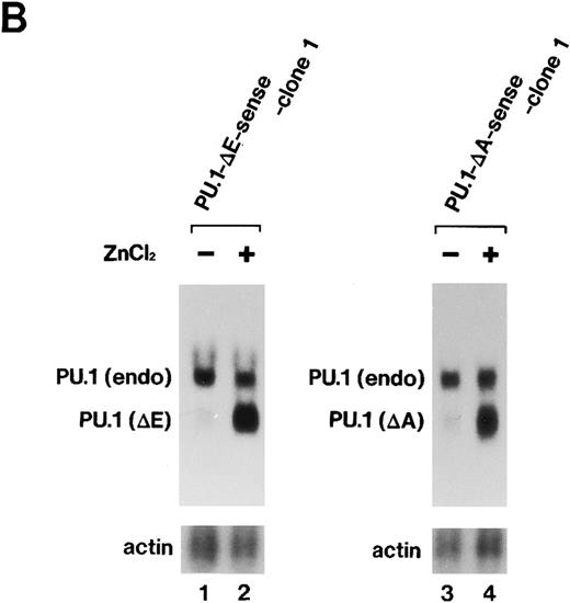 Fig. 6. (A) Schematic structure of wild-type PU.1 and two kinds of deletion mutants, PU.1-Δ E and PU.1-Δ A. The Ets domain and glutamine-rich domain are indicated by the hatched box. (B) Northern blot analysis of induction of expression of the mutant PU.1/Spi-1 genes, PU.1-Δ E and PU.1-Δ A, in the transfectants. Total RNA was extracted from PU.1-Δ E-sense clone 1 cells and PU.1-Δ A-sense clone 1 cells cultured for 6 hours with or without 100 μmol/L ZnCl2 and was hybridized with 32P-labeled probes. (C) Western blot analysis of induction of expression of the mutant PU.1 proteins in the transfectants. Total protein was extracted from PU.1-Δ E-sense clone 1 cells and PU.1-Δ A-sense clone 1 cells cultured for 8 hours with or without 100 μmol/L ZnCl2 and was probed with antimouse PU.1 antibody.