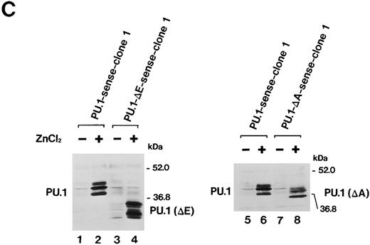 Fig. 6. (A) Schematic structure of wild-type PU.1 and two kinds of deletion mutants, PU.1-Δ E and PU.1-Δ A. The Ets domain and glutamine-rich domain are indicated by the hatched box. (B) Northern blot analysis of induction of expression of the mutant PU.1/Spi-1 genes, PU.1-Δ E and PU.1-Δ A, in the transfectants. Total RNA was extracted from PU.1-Δ E-sense clone 1 cells and PU.1-Δ A-sense clone 1 cells cultured for 6 hours with or without 100 μmol/L ZnCl2 and was hybridized with 32P-labeled probes. (C) Western blot analysis of induction of expression of the mutant PU.1 proteins in the transfectants. Total protein was extracted from PU.1-Δ E-sense clone 1 cells and PU.1-Δ A-sense clone 1 cells cultured for 8 hours with or without 100 μmol/L ZnCl2 and was probed with antimouse PU.1 antibody.