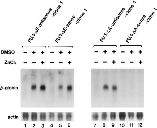 Fig. 8. Northern blot analysis of expression induction of the β-globin gene in PU.1-Δ E-sense clone 1 cells and PU.1-Δ A-sense clone 1 cells cultured under various conditions. Total RNA was extracted from the cells cultured for 72 hours in the ordinary medium or in the medium containing 1.5% DMSO alone or 1.5% DMSO and 100 μmol/L ZnCl2 and was hybridized with 32P-labeled probes.