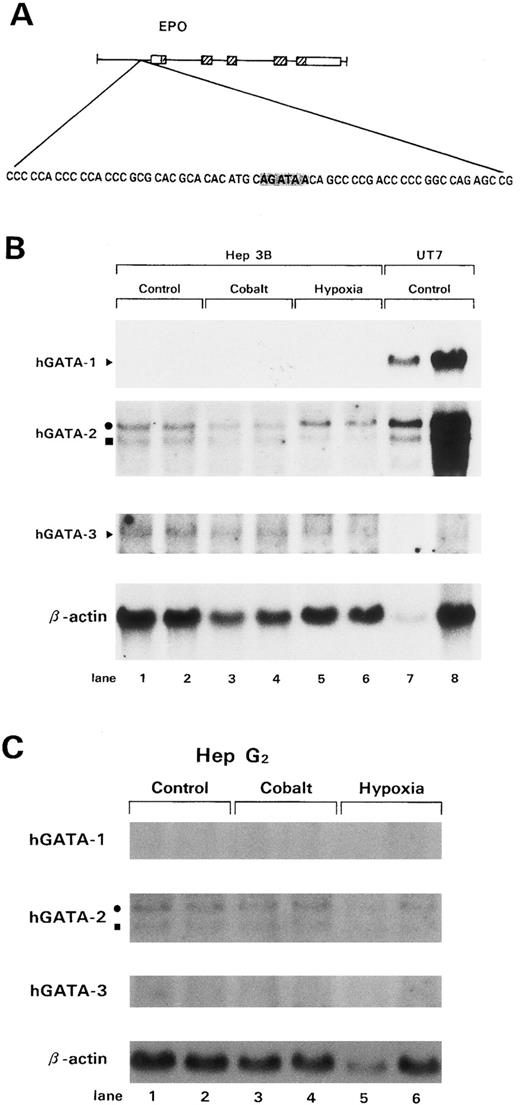 Fig. 1. hGATA-specific mRNA expression. (A) GATA-binding site in the Epo 5′ promoter region (shaded region). (B) Northern blot analysis of Hep3B cells. Northern blot analysis was performed using 20 μg total RNA from control Hep3B cells (lanes 1 and 2), Hep3B cells treated with 50 μmol/L CoCl2 for 24 hours (lanes 3 and 4), and Hep3B cells treated with 1% O2 for 24 hours (lanes 5 and 6). UT7 cells (lanes 7 and 8) were used as a positive control for hGATA-1 and 2. The filter was hybridized to a probe of hGATA-1, -2, and -3 cDNA and then stripped and rehybridized to a β-actin cDNA probe. (C) Northern blot analysis of HepG2 cells. Northern blot analysis was performed using 20 μg total RNA from control HepG2 cells (lanes 1 and 2), HepG2 cells treated with 50 μmol/L CoCl2 for 24 hours (lanes 3 and 4), and HepG2 cells treated with 1% O2 for 24 hours (lanes 5 and 6). The filter was hybridized to a probe of hGATA-1, -2, and -3 cDNA, respectively, and then stripped and rehybridized to a β-actin cDNA probe.