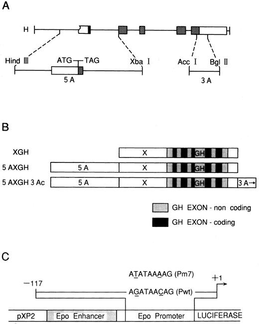 Fig. 2. (A) Human Epo gene. The five exons are shown as rectangles. Coding portions are hatched. The two fragments used in this study, Epo 5A and 3A, are shown. (B) Constructs prepared from the fragments shown in (A) and inserted into HGH-PUC12 plasmids. The coding and noncoding portions of the GH exons are shown by solid and shaded areas, respectively. (C) Diagrams of the reporter construct and the wild-type (Pwt) and the mutated GATA (Pm7) used in this study. The pEP Luc reporter construct is shown in the middle. Shown above it is the 117-bp insert from the Epo promoter. The mutation is shown as an underline. (Data from Galson et al.28 )