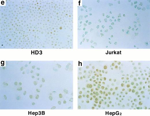 Fig. 4. Magnified photograph of Fig 3e through h.