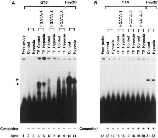 Fig. 5. Gel mobility-shift assay in transfected QT6 cells with GATA transcription factors. (A) Gel mobility-shift assays were performed using 2.5 μg of protein from QT6 cells (lanes 2 and 3), hGATA-1–transfected QT6 cells (lane 4), hGATA-1–transfected QT6 cells under 1% O2 for 24 hours (lane 5), hGATA-2–transfected QT6 cells (lane 6), hGATA-2–transfected QT6 cells under 1% O2 for 24 hours (lane 7), hGATA-3–transfected QT6 cells (lane 8), hGATA-3–transfected QT6 cells under 1% O2 for 24 hours (lane 9), Hep3B cells (lane 10), and Hep3B cells under 1% O2 for 24 hours (lane 11). The position of the complex is noted with a triangle (upper band) and a circle. (B) Gel mobility-shift assay was repeated using competitor for GATA element. A total of 300 ng (6 μL; 150-fold molar excess) of competitor DNA was added to each reaction mixture.