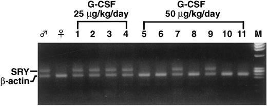 Fig. 2. PCR analysis for the presence of donor-specific Y-chromosome sequence in splenic colonies. A small fragment of each colony was subjected to PCR analysis to detect the presence of the SRY sequence. Representative results using G-CSF concentrations of 25 or 50 μg/kg/d are shown. At 25 μg/kg/d, all colonies were positive for SRY (lanes 1 through 4), whereas only 2 colonies (lanes 7 and 9) were positive at 50 μg/kg/d (lanes 5 through 11). β-Actin used as an internal control was positive in all samples. (♂) Male, (♀) female, and (M) marker DNAs.