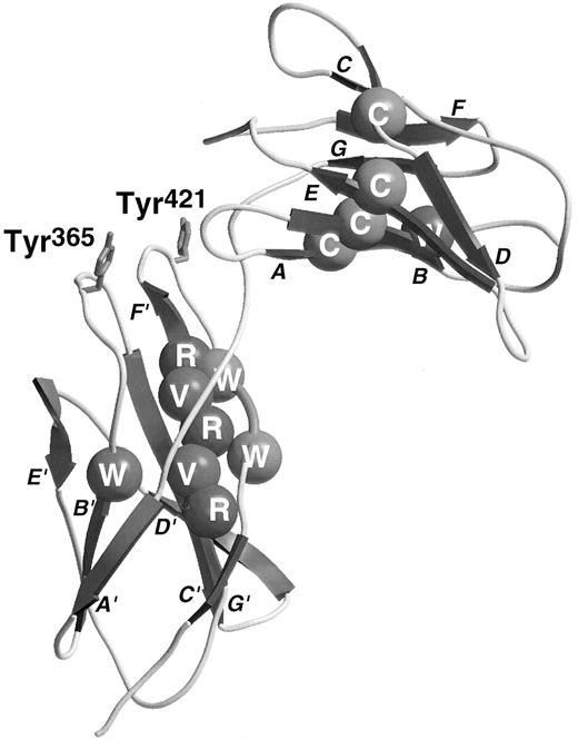 Fig. 1. Ribbon diagram of the third and fourth domains of βc with conserved residues shown by CPK spheres. Conserved residues are colored as follows: Cys, yellow; buried hydrophobics, green; Arg, blue; Trp of WSXWS sequence, purple (see cover figure). The two Tyr residues involved in ligand-binding are drawn in red stick form (see cover figure). The strands are labeled in close proximity to the arrow illustrating the direction of the relevant strand.