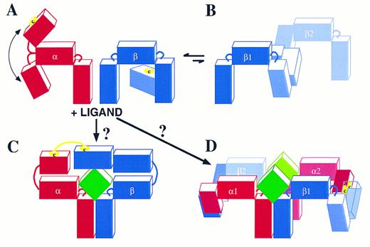 Fig. 4. Schematic representation of possible GM-CSF, IL-3, and IL-5 receptor complexes. (A) The receptor α and βc interaction in the absence of ligand. The cartoon illustrates that the N-terminus of the α chain has approximately 90° angle flexibility from the CRM. In the case of the IL-3R24 and probably also of the IL-5R, the α and βc subunits are not associated either covalently (disulfide linked) or noncovalently. In the case of the GM-CSFR, there is no disulfide linkage but there is probably a noncovalent association through domain 2 of the GMRα CRM and domain 4 of βc . (B) In a dynamic and probably reversible manner, βc can homodimerize by disulfide linkage. However, this is a nonproductive interaction because no tyrosine phosphorylation of βc is seen (see also Fig 3).63 (C) The binding of ligand to these receptors may then give rise to a trimer with a ligand:α:βc stoichiometry of 1:1:1. However, the 180° angle required for the α subunit to link up with βc makes this possibility unlikely. Instead, (D) illustrates a more likely ligand:α:βc stoichiometry of 2:2:2 where the α subunit of receptor 1 forms a disulfide bond with βc of receptor 2 and the α subunit of receptor 2 forms a disulfide bond with βc of receptor 1. The free cysteines in the α and βc subunits are illustrated.