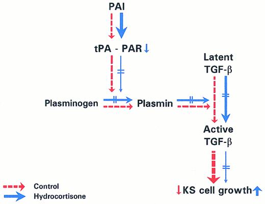 Fig. 9. Schema of GC regulation of plasmin, TGF-β1 , and the resulting enhancement of KS growth. The schema summarizes the inhibitory effects of GCs on the activation pathway of plasmin. GCs induce PAI-1, downregulate PAR, and thus block tPA-mediated activation of plasminogen to plasmin. Reduced levels of plasmin prevent activation of latent TGF-β to its active form and thus abolish the autocrine growth inhibitory effects on KS cells.