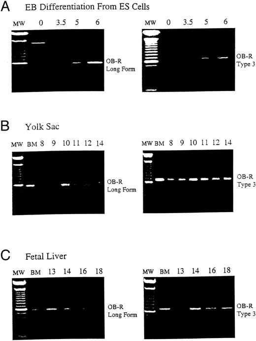 Fig. 1. B219/OB-R long isoform is expressed early in hematopoietic tissue. B219/OB-R long form is the full-length6 and type 3 isoform receptor molecule2 are evaluated by PCR in samples from (A) murine ES cells from 0 to 6 days of differentiation, (B) yolk sac (YS) from d8 to d18 murine embryos, and (C) fetal liver (FL) from d13 to d18 murine embryos. MW, 100-bp molecular-weight markers; BM, adult bone marrow.