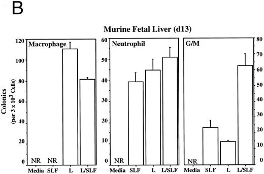 Fig. 3. Leptin stimulates erythroid and myeloid colonies. Hematopoietic cells from (A) ES-derived embryoid bodies (d6), (B) murine d13 fetal liver, (C) adult bone marrow from normal and db mutant mice, (D) adult murine bone marrow, or (E) adult human bone marrow are cultured in methylcellulose colony assays containing leptin (L) and/or steel factor (SLF ). For adult marrow assays all groups contained saturating levels of rhEPO (2 U/mL). Sex- and age-matched marrow from normal and C57BL/6J db/db mice were used for the experiments in (C). Each graph is representative of data from three experiments. NR, no response.