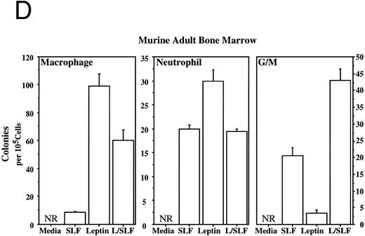Fig. 3. Leptin stimulates erythroid and myeloid colonies. Hematopoietic cells from (A) ES-derived embryoid bodies (d6), (B) murine d13 fetal liver, (C) adult bone marrow from normal and db mutant mice, (D) adult murine bone marrow, or (E) adult human bone marrow are cultured in methylcellulose colony assays containing leptin (L) and/or steel factor (SLF ). For adult marrow assays all groups contained saturating levels of rhEPO (2 U/mL). Sex- and age-matched marrow from normal and C57BL/6J db/db mice were used for the experiments in (C). Each graph is representative of data from three experiments. NR, no response.