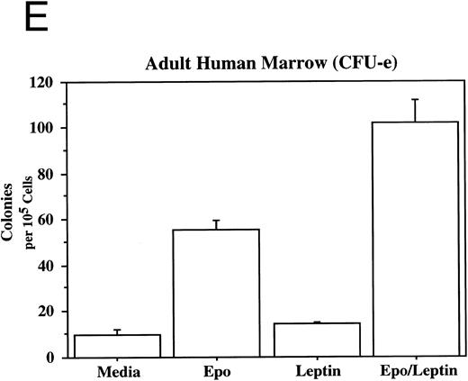 Fig. 3. Leptin stimulates erythroid and myeloid colonies. Hematopoietic cells from (A) ES-derived embryoid bodies (d6), (B) murine d13 fetal liver, (C) adult bone marrow from normal and db mutant mice, (D) adult murine bone marrow, or (E) adult human bone marrow are cultured in methylcellulose colony assays containing leptin (L) and/or steel factor (SLF ). For adult marrow assays all groups contained saturating levels of rhEPO (2 U/mL). Sex- and age-matched marrow from normal and C57BL/6J db/db mice were used for the experiments in (C). Each graph is representative of data from three experiments. NR, no response.