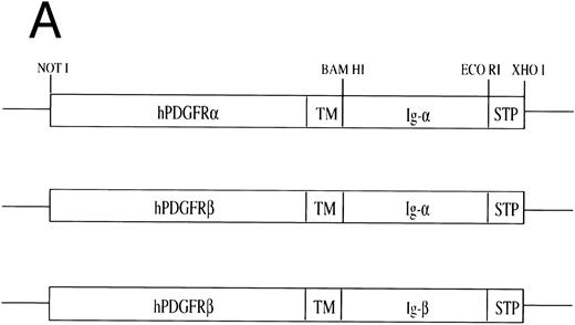 Fig. 1. Construction of chimeric cDNAs and expression in WEHI-231. (A) Diagram of chimeric cDNAs. Extracellular and transmembrane (TM) domains encoding cDNA fragments derived from the hPDGFRs were ligated to cDNA fragments encoding the cytoplasmic domains of murine Igα/β. (B) Surface expression of chimeric proteins and IgM on transfectants. To further characterize, the above cDNAs were also expressed in the B-cell lymphoma A20. Proteins corresponding to the predicted size of the chimeric molecules were immunoprecipitated by monoclonal antibodies to the PDGFR (Genzyme) and immunoblotted with specific antibodies against Igα or Igβ.31