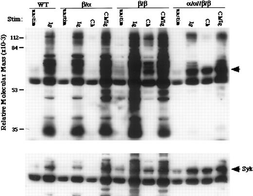 Fig. 5. Selected phosphorylated substrates are required for apoptosis in WEHI-231. Induction of tyrosine phosphorylation in WEHI-231 expressing Igα-, Igβ-, or Igα and Igβ-containing chimeric receptors (top). Wt and transfected cells were stimulated through chimeric proteins (Ch), endogenous IgM (Ig), or both (Ch/Ig). Phosphorylation of Syk (arrow) is preferentially induced in cells undergoing apoptosis (bottom).