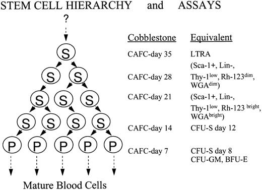 Fig. 1. Overview of the cobblestone area forming cell (CAFC) assay and its relationship with other stem/progenitor cell assays. The CAFC assay permits the dissection of the hierarchical, heterogeneous stem cell pool into several distinct subsets. Most essential is the fact that with increasing duration of the culture period, the primitiveness of the evaluated cell subsets increases correspondingly. Shown are the CAFC subsets, evaluated at weekly intervals, and their equivalents in other classic, functional or phenotypic stem cell assays. Evaluating the cultures for 35 days covers the major part of the hematopoietic stem cell hierarchy. The question mark on top of the figure indicates that it is still possible that even more primitive cells exist. If this is the case, it has no implications for the conclusions drawn in this study. Abbreviations: S, a stem cell that has multi-lineage potential; P, a progenitor cell that has restricted potential; LTRA, a cell which has long-term repopulating abilities; CFU-S, colony forming unit-spleen.