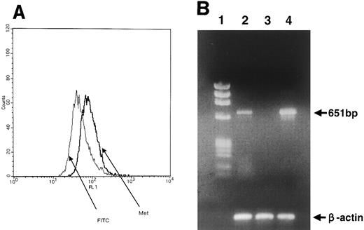 Fig. 3. (A) c-MET/HGF receptor expression on cell surface of BM stromal cells. Stromal cells were stained with anti–c-MET MoAb (DO-24). (B) RT-PCR analysis of c-MET gene expression. Lane 1, size marker; lane 2, BM stromal cells; lane 3, HL60 (promyelocytic leukemia cells), negative control; lane 4, Hep G2 (hepatocarcinoma cells), positive control. To clarify cDNA quality, PCR products of the β-actin gene are presented below each lane.