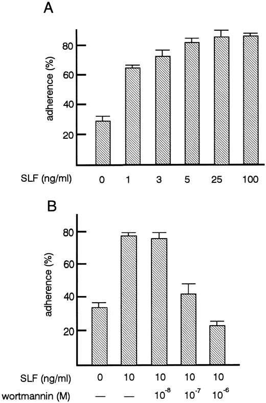 Fig. 2. Effects of SLF on the adherence of TF-1 cells to fibronectin. (A) Dose-dependent increase of adhesion induced by SLF. TF-1 cells were plated on the fibronectin-coated wells in the presence of increasing amounts of SLF and were incubated for 30 minutes at 37°C. Cell adhesion assay was done as described in Materials and Methods. The values represent the mean ± SE of triplicate assays for one representative experiment of three independent experiments. (B) Inhibition of SLF-induced adhesion to fibronectin by wortmannin. TF-1 cells were preincubated with increasing concentrations of wortmannin for 30 minutes at 37°C, the cells were then plated on the fibronectin-coated wells in the presence of SLF (10 ng/mL). Cell adhesion assay was done as described in Materials and Methods. The values represent the mean ± SE of triplicate assays for one experiment.