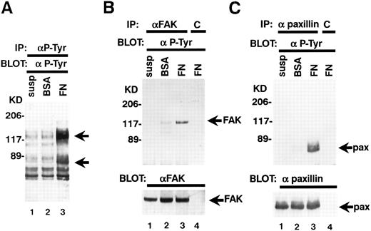 Fig. 3. TF-1 cell adhesion to fibronectin induces tyrosine phosphorylation of pp125FAK and paxillin. (A) TF-1 cells in suspension (lane 1), plated on BSA-coated wells (lane 2), or plated on fibronectin-coated wells (lane 3) were incubated 15 minutes at 37°C. Cells were lysed and subjected to immunoprecipitation with anti-p-Tyr MoAb. Immunoprecipitates were subjected to immunoblotting with anti-p-Tyr MoAb. (B) TF-1 cells in suspension culture (lane 1), plated on BSA-coated wells (lane 2), or plated on fibronectin-coated wells (lane 3, 4) were incubated 15 minutes at 37°C. Cells were lysed and subjected to immunoprecipitation with anti-pp125FAK MoAb (lanes 1 to 3) or control isotype matched IgG (lane 4). Immunoprecipitates were subjected to immunoblotting with anti-p-Tyr MoAb (upper panel) and anti-pp125FAK polyclonal antibody (lower panel). (C) TF-1 cells in suspension culture (lane 1), plated on BSA-coated wells (lane 2) or plated on fibronectin-coated wells (lanes 3 and 4) were incubated for 15 minutes at 37°C. Cells were lysed and subjected to immunoprecipitation with antipaxillin MoAb (lanes 1 to 3) or control isotype matched IgG (lane 4). Immunoprecipitates were subjected to immunoblotting with anti-p-Tyr MoAb (upper panel) and antipaxillin MoAb (lower panel). Molecular mass markers are in kD. Similar results were obtained in three independent experiments.