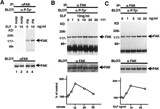 Fig. 5. Effects of SLF on pp125FAK tyrosine phosphorylation of pp125FAK. (A) TF-1 cells were plated on fibronectin-coated wells and incubated for 15 minutes at 37°C. Wells were washed twice with RPMI-BSA medium. The medium with SLF (10 ng/mL) (lanes 2 and 4) or without SLF (lanes 1 and 3) was added to the wells and the wells were further incubated for 10 minutes. Cells were lysed and subjected to immunoprecipitation with anti-pp125FAK MoAb. The immunoprecipitates were then blotted with anti-p-Tyr MoAb (upper panel). The Western blot transfer membrane that was probed with the anti-p-Tyr MoAb in the upper panel was stripped and probed with the anti-pp125FAK polyclonal antibody (lower panel). (B) Time course of the SLF-induced enhancement of tyrosine phosphorylation of pp125FAK. TF-1 cells were plated on the fibronectin-coated well and incubated for 15 minutes at 37°C. Wells were washed twice with RPMI-BSA medium. The medium with 10 ng/mL of SLF was added to the wells. The wells were incubated for various times. Time of incubation is shown in minutes. Cells were lysed and subjected to immunoprecipitation with anti-pp125FAK MoAb. The immunoprecipitates were then blotted with anti-p-Tyr MoAb (upper panel). The Western blot transfer membrane that was probed with the anti-p-Tyr MoAb in the upper panel was stripped and probed with the anti-pp125FAK polyclonal antibody (middle panel). Lower graph shows the ratio of tyrosine-phosphorylated pp125FAK to pp125FAK protein expression represented by densitometric scanning of transblot bands. Data represent the percentage of control (non-SLF-treated cells) (lower panel). (C) Dose dependence of SLF-induced enhancement of tyrosine phosphorylation of pp125FAK. TF-1 cells were plated on the fibronectin-coated wells and incubated for 15 minutes at 37°C. Wells were washed twice with RPMI-BSA medium. The medium with increasing concentrations of SLF was added to the wells. Cells were lysed and subjected to immunoprecipitation with anti-pp125FAK MoAb. The immunoprecipitates were then blotted with anti-p-Tyr MoAb (upper panel). The Western blot transfer membrane that was probed with the anti-p-Tyr MoAb in the upper panel was stripped and probed with the anti-pp125FAK polyclonal antibody (middle panel). Lower graph shows the ratio of tyrosine-phosphorylated pp125FAK to pp125FAK protein expression represented by densitometric scanning of transblot bands. Data represent the percentage of control (SLF nontreated cells) (lower panel). The background band at 50 kD is the immunoglobulin heavy chain from the immunoprecipitation. Similar results were obtained in three independent experiments.