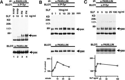 Fig. 6. Effect of SLF on the tyrosine phosphorylation of paxillin. (A) TF-1 cells in suspension (lanes 1 and 2) or plated on fibronectin-coated wells (lanes 3 and 4) were incubated for 15 minutes at 37°C. Wells were washed twice with RPMI-BSA medium. Medium with SLF (10 ng/mL) (lanes 2 and 4) or without SLF (lanes 1 and 3) were added and the wells were further incubated for 10 minutes. Cells were lysed and subjected to immunoprecipitation with antipaxillin MoAb. The immunoprecipitates were then blotted with anti-p-Tyr MoAb (upper panel). The Western blot transfer membrane that was probed with the anti-p-Tyr MoAb in the upper panel was stripped and probed with antipaxillin MoAb (lower panel). (B) Time course of the SLF-induced enhancement of tyrosine phosphorylation of paxillin. TF-1 cells were plated on the fibronectin-coated wells and incubated for 15 minutes at 37°C. Wells were washed twice with RPMI-BSA medium. Medium with SLF (10 ng/mL) was added to the wells. The wells were incubated for various time periods. Time of incubation is shown in minutes. Cells were lysed and subjected to immunoprecipitation with antipaxillin MoAb. The immunoprecipitates were then blotted with anti-p-Tyr MoAb (upper panel). The Western blot transfer membrane that was probed with the anti-p-Tyr MoAb in the upper panel was stripped and probed with antipaxillin MoAb (middle panel). The lower graph shows the ratio of tyrosine-phosphorylated paxillin to paxillin protein expression represented by densitometric scanning of transblot bands. Data represent the percentage of control (non-SLF-treated cells) (lower panel). (C) Dose dependence of SLF-induced enhancement of tyrosine phosphorylation of paxillin. TF-1 cells were plated on the fibronectin-coated wells and incubated for 15 minutes at 37°C. Wells were washed twice with RPMI-BSA. The medium with increasing concentrations of SLF was added to the wells. Cells were lysed and subjected to immunoprecipitation with a MoAb directed against paxillin. The immunoprecipitates were then blotted with MoAb directed against p-Tyr (upper panel). The Western blot transfer membrane that was probed with the anti-p-Tyr MoAb in the upper panel was stripped and probed with antipaxillin MoAb (middle panel). The lower graph shows the ratio of tyrosine-phosphorylated paxillin to paxillin protein expression represented by densitometric scanning of transblot bands. Data represent the percentage of control (SLF nontreated cells) (lower panel). The background band at 50 kD is the immunoglobulin heavy chain from the immunoprecipitation. Similar results were obtained in three independent experiments.