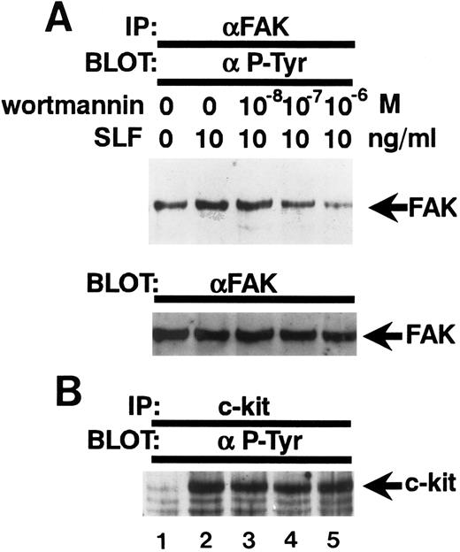 Fig. 7. Inhibition of the SLF-induced enhancement of pp125FAK tyrosine phosphorylation by the PI-3 kinase inhibitor, wortmannin. (A) TF-1 cells were pretreated with increasing concentrations of wortmannin as indicated for 15 minutes, then plated on fibronectin-coated wells. After 15 minutes, wells were washed twice and medium containing SLF (10 ng/mL) was added and cells incubated for 10 minutes. Cell extracts were prepared and subjected to immunoprecipitation with anti-pp125FAK MoAb. The immunoprecipitates were then blotted with anti-p-Tyr MoAb (upper panel). The Western blot transfer membrane that was probed with the anti-p-Tyr MoAb in the upper panel was stripped and probed with anti-pp125FAK polyclonal antibody (lower panel). (B) Cell extracts were subjected to immunoprecipitation with antikit MoAb. The immunoprecipitates were then blotted with anti-p-Tyr MoAb. Similar results were obtained in two independent experiments.