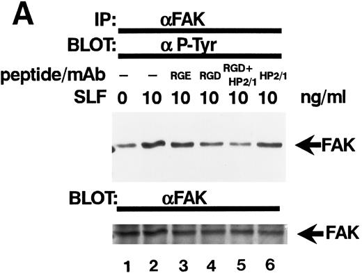 Fig. 8. Effect of RGDS peptide on the SLF-induced enhancement of pp125FAK tyrosine phosphorylation. (A) TF-1 cells were plated on the fibronectin-coated wells and incubated for 15 minutes at 37°C. Wells were washed twice with RPMI-BSA medium. Medium without (lane 1) or with SLF (10 ng/mL) (lanes 2 to 6) containing RGES peptide (0.5 mg/mL) (lane 3), RGDS peptide (0.5 ng/mL) (lane 4), RGDS plus anti-α4 MoAb (lane 5), or anti-α4 MoAb (10 μg/mL) (lane 6) was added to the wells. After a 10-minute incubation, cells were lysed and subjected to immunoprecipitation with anti-pp125FAK MoAb. The immunoprecipitates were then blotted with anti-p-Tyr MoAb (upper panel). The Western blot membrane that was probed with the anti-p-Tyr MoAb in the upper panel was stripped and probed with anti-pp125FAK polyclonal antibody (lower panel). This is a representative result from three separate experiments. (B) Relative tyrosine phosphorylation of FAK was determined by densitometry and was normalized by relative FAK amount in these immunoprecipitates. The values represent the mean ± standard deviation (SD) of three separate experiments. *P < .005 versus control, **P < .05 versus SLF.