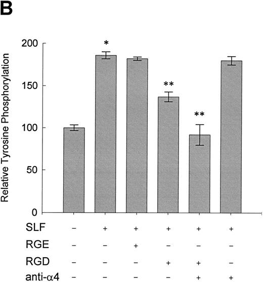 Fig. 8. Effect of RGDS peptide on the SLF-induced enhancement of pp125FAK tyrosine phosphorylation. (A) TF-1 cells were plated on the fibronectin-coated wells and incubated for 15 minutes at 37°C. Wells were washed twice with RPMI-BSA medium. Medium without (lane 1) or with SLF (10 ng/mL) (lanes 2 to 6) containing RGES peptide (0.5 mg/mL) (lane 3), RGDS peptide (0.5 ng/mL) (lane 4), RGDS plus anti-α4 MoAb (lane 5), or anti-α4 MoAb (10 μg/mL) (lane 6) was added to the wells. After a 10-minute incubation, cells were lysed and subjected to immunoprecipitation with anti-pp125FAK MoAb. The immunoprecipitates were then blotted with anti-p-Tyr MoAb (upper panel). The Western blot membrane that was probed with the anti-p-Tyr MoAb in the upper panel was stripped and probed with anti-pp125FAK polyclonal antibody (lower panel). This is a representative result from three separate experiments. (B) Relative tyrosine phosphorylation of FAK was determined by densitometry and was normalized by relative FAK amount in these immunoprecipitates. The values represent the mean ± standard deviation (SD) of three separate experiments. *P < .005 versus control, **P < .05 versus SLF.
