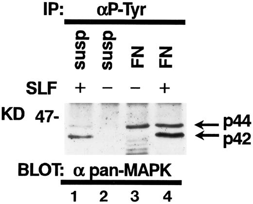 Fig. 9. Tyrosine phosphorylation of MAP kinases in TF-1 cells. TF-1 cells in suspension culture (lanes 1 and 2) or plated on fibronectin-coated wells (lanes 3 and 4) were incubated for 10 minutes at 37°C. Cells in suspension were subsequently treated with (lane 1) or without (lane 2) SLF (10 ng/mL) for 10 minutes at 37°C, then lysed in lysis buffer. Fibronectin-coated wells were washed and the medium without (lane 3) or with (lane 4) SLF (10 ng/mL) was added to the wells. The wells were further incubated for 10 minutes at 37°C and the cells were then lysed in lysis buffer. Equal amounts of protein were immunoprecipitated with agarose-conjugated-anti-p-Tyr MoAb. Immunoprecipitates were separated by 8% SDS-PAGE and subjected to immunoblotting with antipan MAP kinase MoAb. This is a representative result from three separate experiments.
