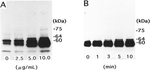 Fig. 4. Tyrosine phosphorylation of a 64-kD protein induced by NNKY5-5. (A) Gel-filtered platelets were stimulated for 10 minutes with NNKY5-5 at the indicated concentrations. The reaction was terminated with Laemmli sample buffer, and the lysates were subjected to SDS-PAGE followed by Western blotting with an anti-phosphotyrosine antibody. (B) Platelets were stimulated with 10 μg/mL NNKY5-5 for the indicated periods, and changes of protein tyrosine phosphorylation were evaluated using whole cell lysates, as described in (A).