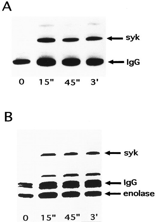 Fig. 5. Time course of changes in p72syk activity induced by NNKY5-5. Platelets were activated with 10 μg/mL NNKY5-5 and the reaction was terminated by adding lysis buffer after the indicated periods. Platelet proteins associated with p72syk were immunoprecipitated with an anti-p72syk antibody. The sample was then split into portions for an in vitro tyrosine kinase assay and for Western blotting with an anti-phosphotyrosine antibody to detect the level of autophosphorylation of p72syk. (A) Western blot. (B) In vitro kinase assay. The arrowheads represent the bands presumably derived from the heavy chain of the anti-p72syk antibody.