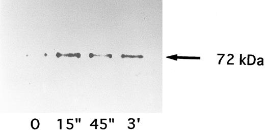 Fig. 6. Time course of changes in p72syk activity induced by Fab′ fragments of NNKY5-5. Platelets were activated with 10 μg/mL of the antibody and the reaction was terminated by adding lysis buffer after the indicated periods. The p72syk was immunoprecipitated and then the reaction was initiated by the addition of 32P-ATP.