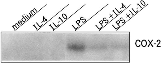 Fig. 6. Western blot of neutrophil-derived COX-2 protein expression. Human neutrophils (1 × 107 cells) were cultured with or without 10 ng/mL of IL-10 or IL-4 in the presence or absence of LPS (100 ng/mL). After 18 hours, cells were procured, cell lysates were centrifuged, and equal amounts of protein (25 μg) were then separated on a 9% SDS-PAGE and subjected to Western blot analysis with 0.25 μg/mL anti–COX-2 MoAb. Similar results were obtained in three separate experiments.