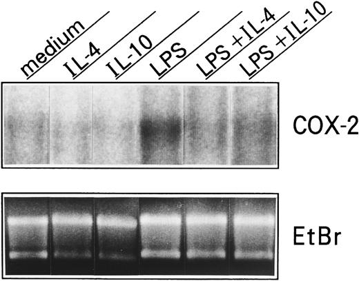 Fig. 8. Effects of IL-10 and IL-4 on neutrophil-derived COX-2 mRNA expression. Human neutrophils (5 × 107 cells) were cultured with or without 10 ng/mL of IL-10 or IL-4 in the presence or absence of LPS (100 ng/mL). After 5 hours, total RNA was isolated and analyzed by Northern blot using a COX-2 probe. Similar results were obtained in two separate experiments.