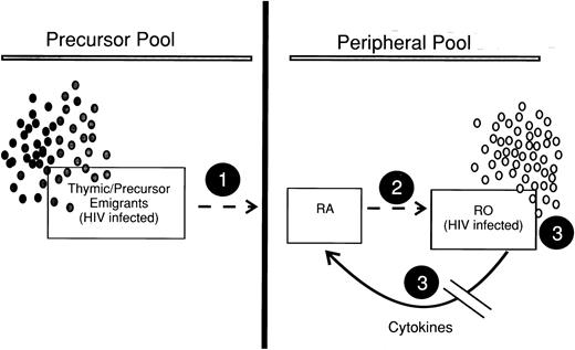 Fig. 6. Hypothetical fate of CD45RA+/CD4+ (RA) and CD45RO+/CD4+ (RO) lymphocyte subsets in vivo during HIV-1 infection. (1) Infected thymic/precursor emigrants allow fewer cells into the peripheral circulation, resulting in a lower RA population. (2) A lower RA population leads to less differentiation into RO cells, resulting in a reduced RO population. (3) Infected RO cells are lost and cytokine feedback to stimulate RA proliferation is decreased, resulting in both lower RA and RO populations.