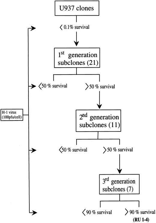Fig. 1. Selection of RU clones from the U937 cell line. Starting with 106 U937 cells, three successive rounds of infection with parvovirus H-1 were performed at a MOI of 100 pfu/cell. Cell viability was determined microscopically 4 days after infection, using the Trypan blue dye (0.2%) exclusion procedure. Only subclones displaying a survival to H-1 virus infection higher than 50% were considered. Four clones (RU1-4) whose resistance to H-1 infection was above 90% were selected.