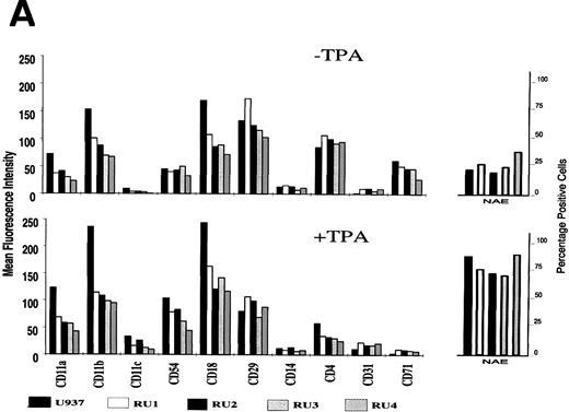 Fig. 5. Effect of TPA on the maturation of U937 and RU cells. (A) Cultures (5 × 105 cells) were grown in 5 mL of complete medium for 48 hours, in the absence (upper part) or presence (lower part) of 50 ng/mL of TPA, and harvested. Cell-surface antigen display and NAE activity were determined as described in Materials and Methods. Results shown are average values from three independent experiments (SD < 20%). (B) Homotypic aggregation of cells was visualized by phase contrast microscopy after incubation for 48 hours with TPA. U937 and RU cultures were indistinguishable from each other in the absence of TPA.