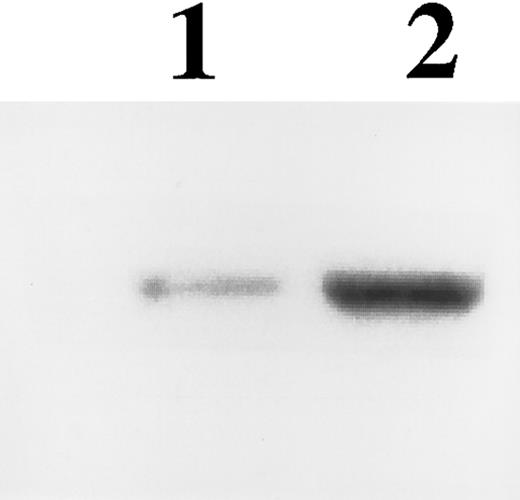 Fig. 3. RNase protection analysis of c-fos promoter/CAT transcription mediated by Tat in U937 cells cotransfected with FC3 and tat/AS (lane 1) or tat/S (lane 2). The protected fragment was 310 nucleotides long as expected. One of three separate experiments is shown.