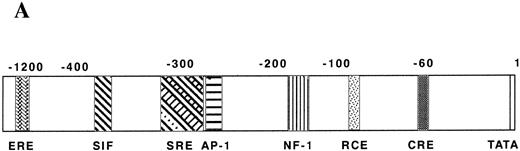 Fig. 4. Identification of the c-fos promoter region required for Tat transactivation. (A) Schematic map of the c-fos promoter structure. (B) The 5′ endpoints of the deletion mutants are indicated. (C) Jurkat cells were cotransfected with the indicated c-fos promoter/CAT constructs plus tat/S or tat/AS. CAT activity is expressed as folds of activation with respect to cell lines transfected with FC3 alone. Data are reported as means ± SDs of four independent transfection experiments performed in duplicate.