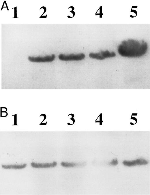 Fig. 6. Northern blot analysis of (A) c-fos and (B) GAPDH mRNA in Jurkat cells. RNA was extracted from cells serum-starved (1% FCS) for 24 hours (lane 1) and then treated for 30 minutes with 15% FCS (lane 2), 15% FCS plus recombinant p24 (lane 3), 15% FCS plus recombinant Tat preincubated with an anti-Tat MoAb (lane 4), and 15% FCS plus recombinant Tat (lane 5).