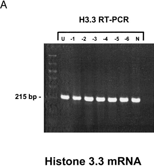 Fig. 1. Detection of EBV lytic-cycle transcripts by RT-PCR amplification followed by nested PCR in RNA preparations from cell mixtures containing decreasing amounts of EBV-positive cells. RNA samples from a total of 2 × 106 cells were used as a template (U, undiluted). Negative controls (N) were performed with 2 × 106 EBV-negative Hela S3 cells. Dilutions are 10−1 to 10−6. (A) Quality control for B95-8 RNA preparation using histone 3.3 RT-PCR.41 Primer-probe combinations used for detection of BZLF1 (B), BRLF1 (C), BALF2 (D), and BcLF1 (E) are shown in the diagrams below the relevant transcripts. For BZLF1, BALF2, and BcLF1, RT-PCR and nested PCR were performed with B95-8 cells. For BRLF1 RNA detection where transcripts could not be obtained with the B95-8 cell line, we used PMA-treated P3HR1/16 cells. Nested PCR products yielding the predicted size (indicated at right) were further controlled by Southern hybridization with a specific probe.