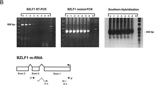 Fig. 1. Detection of EBV lytic-cycle transcripts by RT-PCR amplification followed by nested PCR in RNA preparations from cell mixtures containing decreasing amounts of EBV-positive cells. RNA samples from a total of 2 × 106 cells were used as a template (U, undiluted). Negative controls (N) were performed with 2 × 106 EBV-negative Hela S3 cells. Dilutions are 10−1 to 10−6. (A) Quality control for B95-8 RNA preparation using histone 3.3 RT-PCR.41 Primer-probe combinations used for detection of BZLF1 (B), BRLF1 (C), BALF2 (D), and BcLF1 (E) are shown in the diagrams below the relevant transcripts. For BZLF1, BALF2, and BcLF1, RT-PCR and nested PCR were performed with B95-8 cells. For BRLF1 RNA detection where transcripts could not be obtained with the B95-8 cell line, we used PMA-treated P3HR1/16 cells. Nested PCR products yielding the predicted size (indicated at right) were further controlled by Southern hybridization with a specific probe.