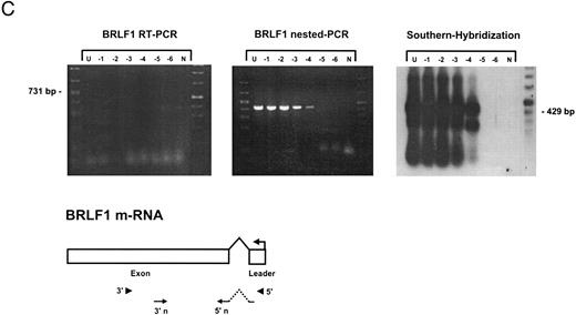 Fig. 1. Detection of EBV lytic-cycle transcripts by RT-PCR amplification followed by nested PCR in RNA preparations from cell mixtures containing decreasing amounts of EBV-positive cells. RNA samples from a total of 2 × 106 cells were used as a template (U, undiluted). Negative controls (N) were performed with 2 × 106 EBV-negative Hela S3 cells. Dilutions are 10−1 to 10−6. (A) Quality control for B95-8 RNA preparation using histone 3.3 RT-PCR.41 Primer-probe combinations used for detection of BZLF1 (B), BRLF1 (C), BALF2 (D), and BcLF1 (E) are shown in the diagrams below the relevant transcripts. For BZLF1, BALF2, and BcLF1, RT-PCR and nested PCR were performed with B95-8 cells. For BRLF1 RNA detection where transcripts could not be obtained with the B95-8 cell line, we used PMA-treated P3HR1/16 cells. Nested PCR products yielding the predicted size (indicated at right) were further controlled by Southern hybridization with a specific probe.