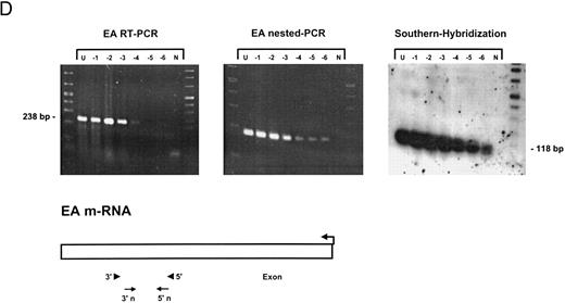 Fig. 1. Detection of EBV lytic-cycle transcripts by RT-PCR amplification followed by nested PCR in RNA preparations from cell mixtures containing decreasing amounts of EBV-positive cells. RNA samples from a total of 2 × 106 cells were used as a template (U, undiluted). Negative controls (N) were performed with 2 × 106 EBV-negative Hela S3 cells. Dilutions are 10−1 to 10−6. (A) Quality control for B95-8 RNA preparation using histone 3.3 RT-PCR.41 Primer-probe combinations used for detection of BZLF1 (B), BRLF1 (C), BALF2 (D), and BcLF1 (E) are shown in the diagrams below the relevant transcripts. For BZLF1, BALF2, and BcLF1, RT-PCR and nested PCR were performed with B95-8 cells. For BRLF1 RNA detection where transcripts could not be obtained with the B95-8 cell line, we used PMA-treated P3HR1/16 cells. Nested PCR products yielding the predicted size (indicated at right) were further controlled by Southern hybridization with a specific probe.