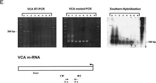 Fig. 1. Detection of EBV lytic-cycle transcripts by RT-PCR amplification followed by nested PCR in RNA preparations from cell mixtures containing decreasing amounts of EBV-positive cells. RNA samples from a total of 2 × 106 cells were used as a template (U, undiluted). Negative controls (N) were performed with 2 × 106 EBV-negative Hela S3 cells. Dilutions are 10−1 to 10−6. (A) Quality control for B95-8 RNA preparation using histone 3.3 RT-PCR.41 Primer-probe combinations used for detection of BZLF1 (B), BRLF1 (C), BALF2 (D), and BcLF1 (E) are shown in the diagrams below the relevant transcripts. For BZLF1, BALF2, and BcLF1, RT-PCR and nested PCR were performed with B95-8 cells. For BRLF1 RNA detection where transcripts could not be obtained with the B95-8 cell line, we used PMA-treated P3HR1/16 cells. Nested PCR products yielding the predicted size (indicated at right) were further controlled by Southern hybridization with a specific probe.