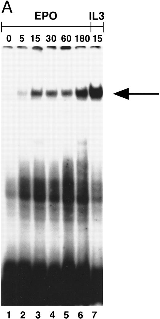 Fig. 3. (A) Activation of β-casein probe-binding proteins in NBM at different time points. Cells were obtained and extracted immediately (lane 1) or after incubation with Epo for 5 (lane 2), 15 (lane 3), 30 (lane 4), 60 (lane 5), or 180 (lane 6) minutes, or after incubation for 15 minutes with IL-3 (lane 8). Nuclear extracts of equivalent amounts of NBM cells incubated with the β-casein probe were run on a nondenaturing polyacrylamide gel. Arrow indicates position of STAT5 complex. (B) Identification of STAT-binding proteins activated by Epo in NBM cells. Nuclear extracts obtained from nonstimulated cells (lane 1) or from cells stimulated for 15 minutes with Epo (lanes 2 through 5) were incubated with the β-casein probe in the absence (lanes 1 and 2) or presence (lanes 3 through 5) of α-STAT5 antibodies. α5-1 (lane 3), α-sheep STAT5; α5-2 (lane 4), α-human STAT5A; α5-3 (lane 5), α-human STAT5B. Lower arrow indicates position of STAT5 complex, higher arrow the position of antibody-containing complexes.