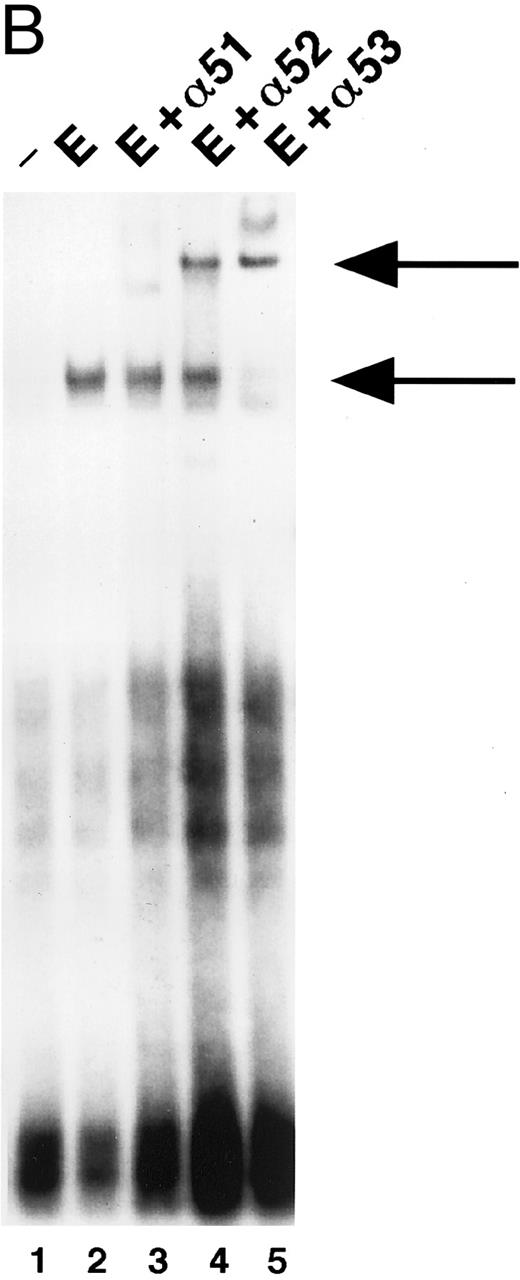 Fig. 3. (A) Activation of β-casein probe-binding proteins in NBM at different time points. Cells were obtained and extracted immediately (lane 1) or after incubation with Epo for 5 (lane 2), 15 (lane 3), 30 (lane 4), 60 (lane 5), or 180 (lane 6) minutes, or after incubation for 15 minutes with IL-3 (lane 8). Nuclear extracts of equivalent amounts of NBM cells incubated with the β-casein probe were run on a nondenaturing polyacrylamide gel. Arrow indicates position of STAT5 complex. (B) Identification of STAT-binding proteins activated by Epo in NBM cells. Nuclear extracts obtained from nonstimulated cells (lane 1) or from cells stimulated for 15 minutes with Epo (lanes 2 through 5) were incubated with the β-casein probe in the absence (lanes 1 and 2) or presence (lanes 3 through 5) of α-STAT5 antibodies. α5-1 (lane 3), α-sheep STAT5; α5-2 (lane 4), α-human STAT5A; α5-3 (lane 5), α-human STAT5B. Lower arrow indicates position of STAT5 complex, higher arrow the position of antibody-containing complexes.
