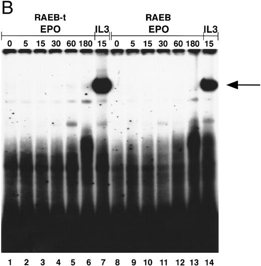 Fig. 4. (A) STAT5 activation in MDS patients cells after incubation with Epo. Equivalent amounts of cells were obtained and extracted after 15 minutes of incubation without factor (lanes 1, 4, 7, 10, 13, 16), with IL-3 (lanes 2, 5, 8, 11, 14, 17), or with Epo (lanes 3, 6, 9, 12, 15, 18). Marrow cells used were obtained from patient 8 (lanes 1 through 3), patient 13 (lanes 4 through 6), patient 2 (lanes 7 through 9), patient 1 (lanes 10 through 12), patient 19 (lanes 13 through 15), patient 7 (lanes 16 through 18); patient numbers correlate to case numbers in Table 1. Nuclear extracts were incubated with the β-casein probe. Arrow indicates position of STAT5 complex. (B) Activation of STAT5 in MDS at different time points. Cells from two patients with MDS (patient 13, lanes 1 through 7; and patient 8, lanes 8 through 14) were obtained and extracted after no stimulation (lanes 1 and 8), or after incubation with Epo for 5 (lanes 2 and 9), 15 (lanes 3 and 10), 30 (lanes 4 and 11), 60 (lanes 5 and 12), or 180 minutes (lanes 6 and 13), or after incubation for 15 minutes with IL-3 (lanes 7 and 14). The probe used is the β-casein probe, and the film was relatively overexposed. Arrow indicates position of STAT5 complex.